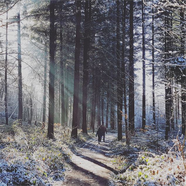 Forêt d'Ayn en hiver - M. Lepin