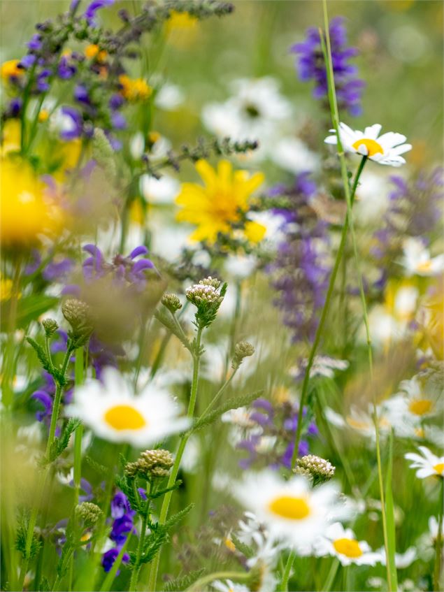 fleurs de montagne - CCHMV APN