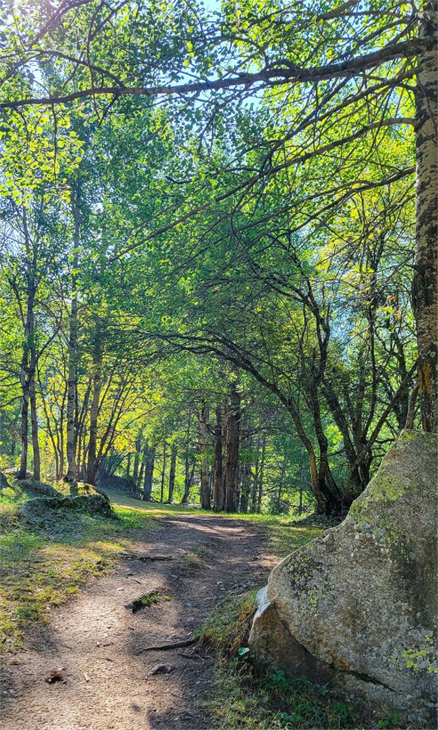 Sentier sylvicole - CCHMV APN