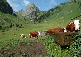 Alpage des Serranants à Abondance - Patrick Brault