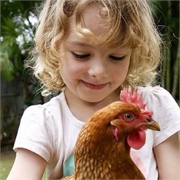 Découverte animaux basse cour - Daphne Iatropoulos