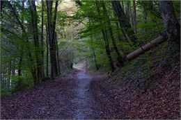 Chemin passant dans la forêt de Châtillon-sur-Cluses - Haut-Giffre Tourisme