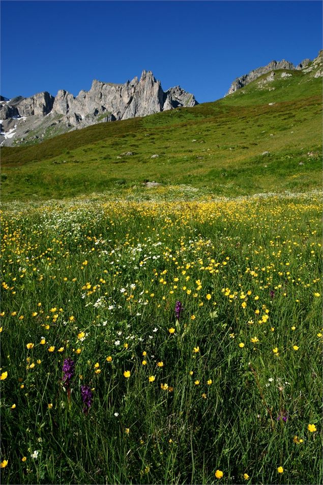 Les prés en fleurs