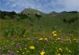 Le vallon fleuri de la Crotte : Les Munes