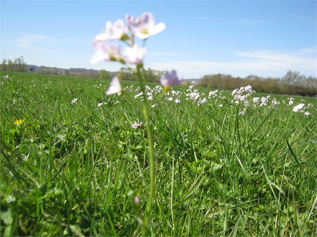 La prairie - Cardamine