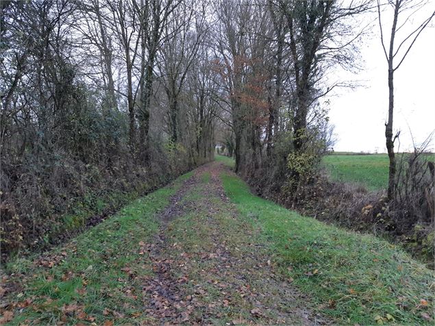 Marsonnas et le Bois de la Déserte - scalland