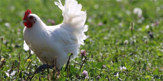 Poulet de Bresse - B. Musotte