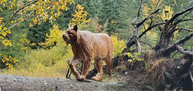 Balade - La piste des animaux - Pascal Hanot - HautBugey agglomération