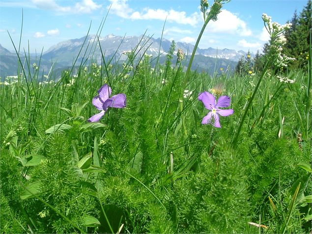 Fleurs et Montagnes - OTIVA