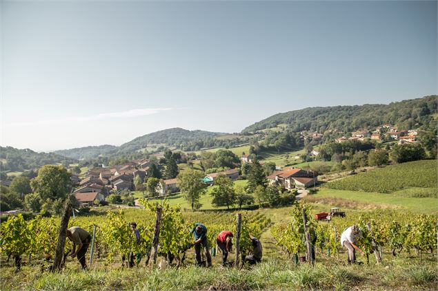 Vendanges Gravelles - Morgane Monneret