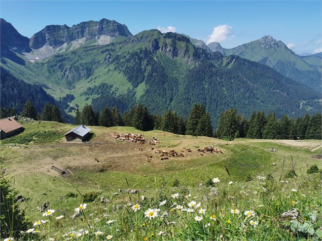 Chalets du Jouly - Kelly Parent