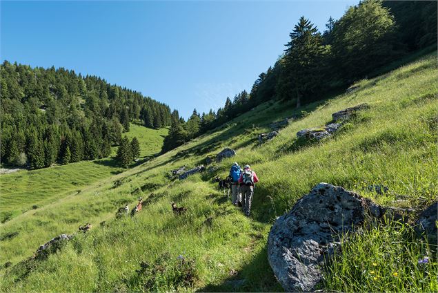 Départ de l'alpage de Tréchauffé - Yvan Tisseyre/OT Vallée d'Aulps