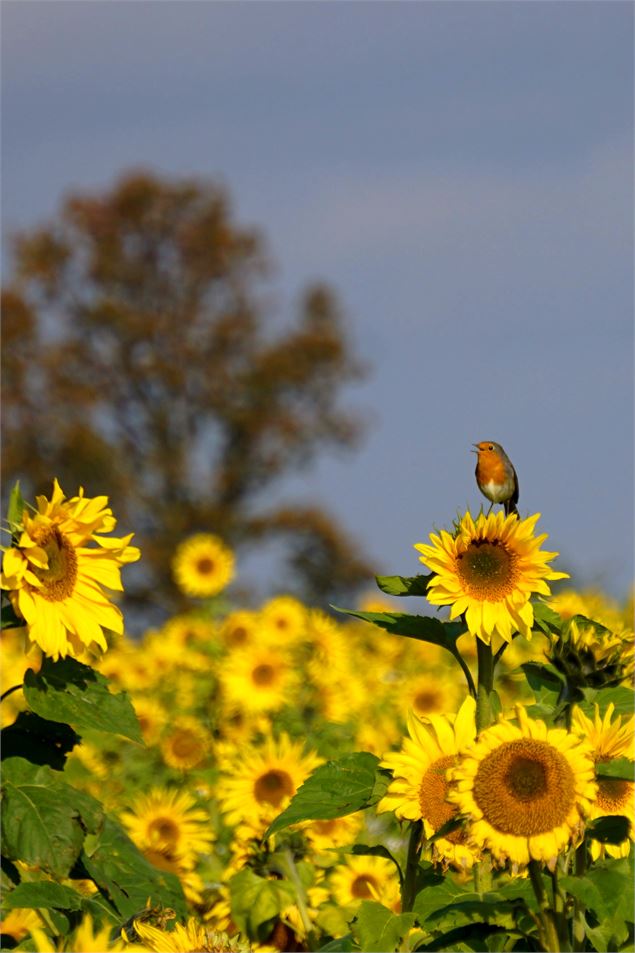 Paysage Tournesol - Émeline Ripoche