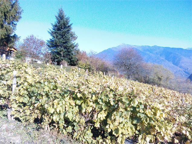 Sentier des vignes Aiton - Office de Tourisme