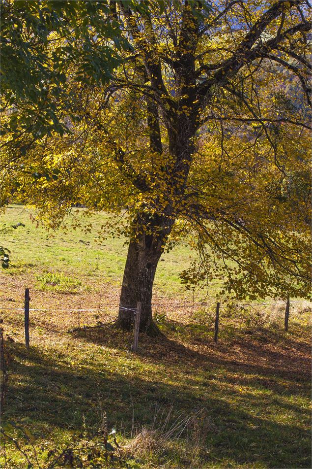 Confort - Les chemins de Saint-Jacques de Compostelle