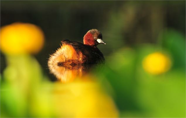 Marais de Lagneux - Manuel-Bouron/ CEN Savoie