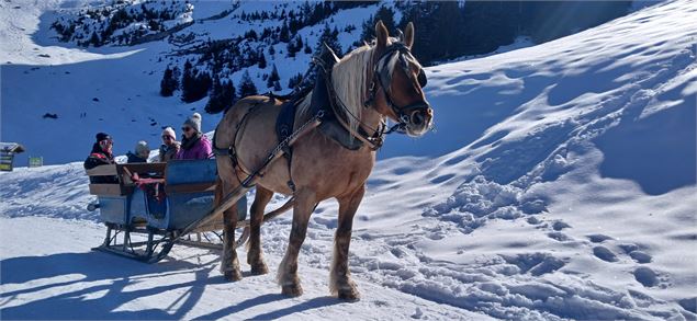 Traîneau attelage sur neige_La Clusaz