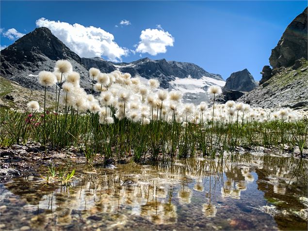 Linaigrette dans le vallon d'Ambin - OTHMV - B. Thomas