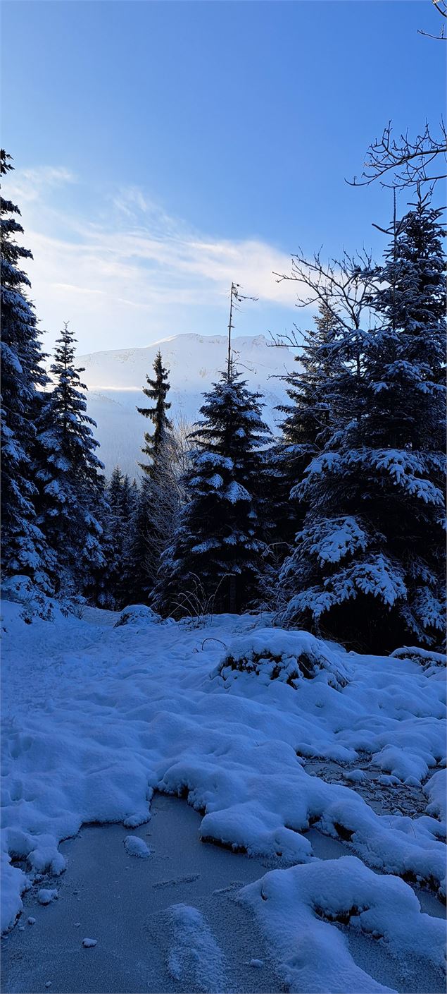 Sentier dans la forêt - Cordon Tourisme
