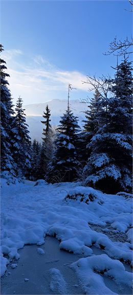 Sentier dans la forêt - Cordon Tourisme