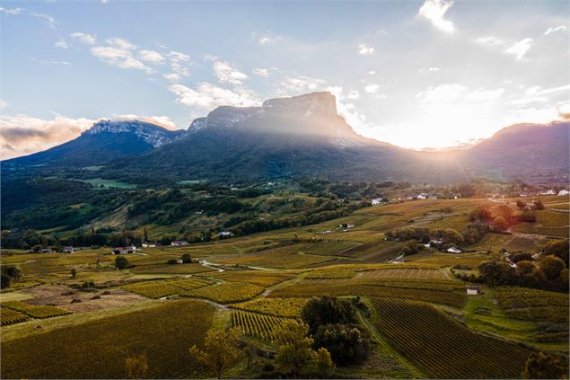 Mont Granier surplombant le vignoble - Alpigraphie