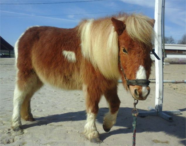 Happy Poney_Domsure - Sabrina ADAM