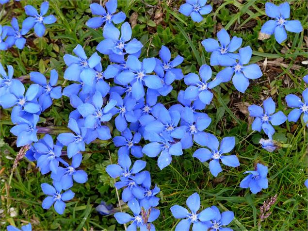 Fleurs - Mn-Pc