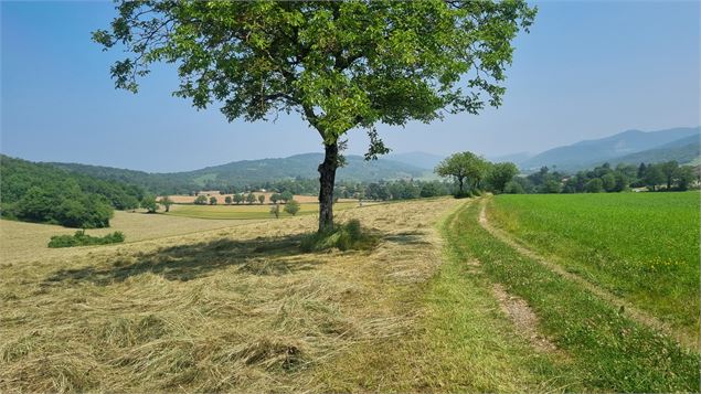 Liaison VTT (L5) Ile Chambod - Corveissiat - scalland