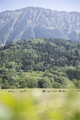Cani'spot #8 Faverges-Seythenex - Le Crêt_Faverges-Seythenex - ©TilbyVattard