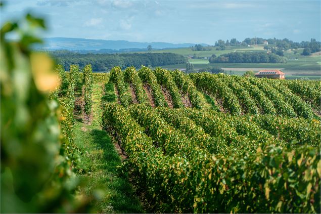 Randonnée pédestre : La Franco - Suisse, à travers les vignes_Challex - ©Thomas Baillard
