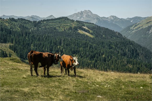 Vaches en alpage - Lucie Tanguy / Vallée d'Aulps Tourisme