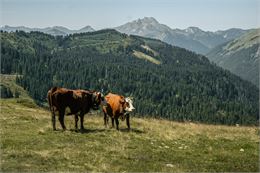 Vaches en alpage - Lucie Tanguy / Vallée d'Aulps Tourisme