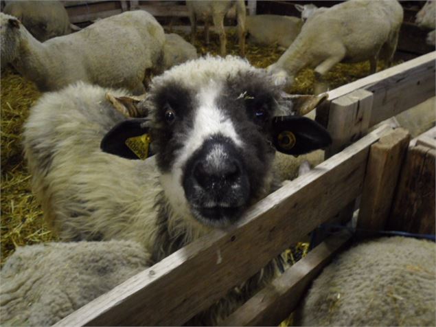 Ferme pédagogique L'Etoile du Berger à Val Cenis Bramans - OT HMV