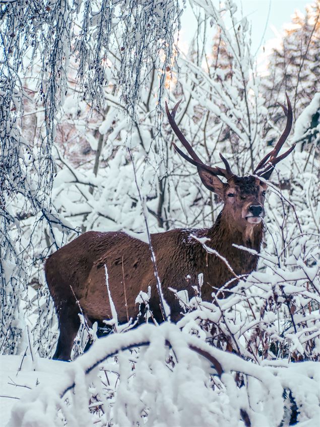 Cerf dans la forêt enneigé de Valfréjus - OTHMV - B Thomas