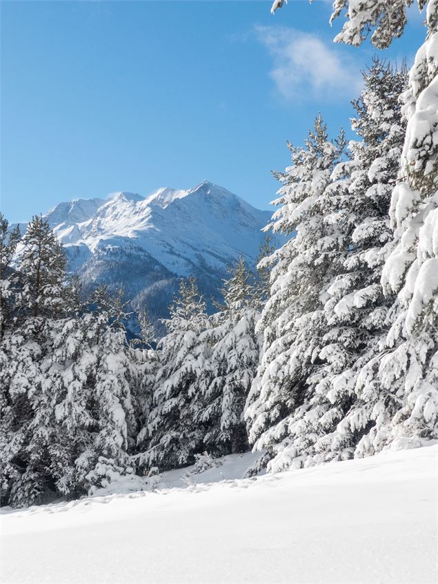 Sardières et sa foret sous la neige - OTHMV -R Salles
