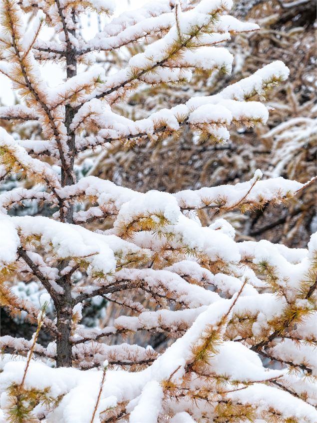 Pemière chute de neige sur la foret - OTHMV - R Salles