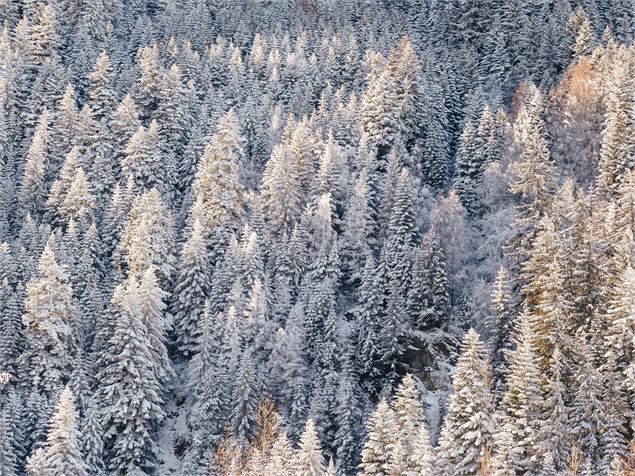 Forêt enneigée - OTHMV - B Thomas