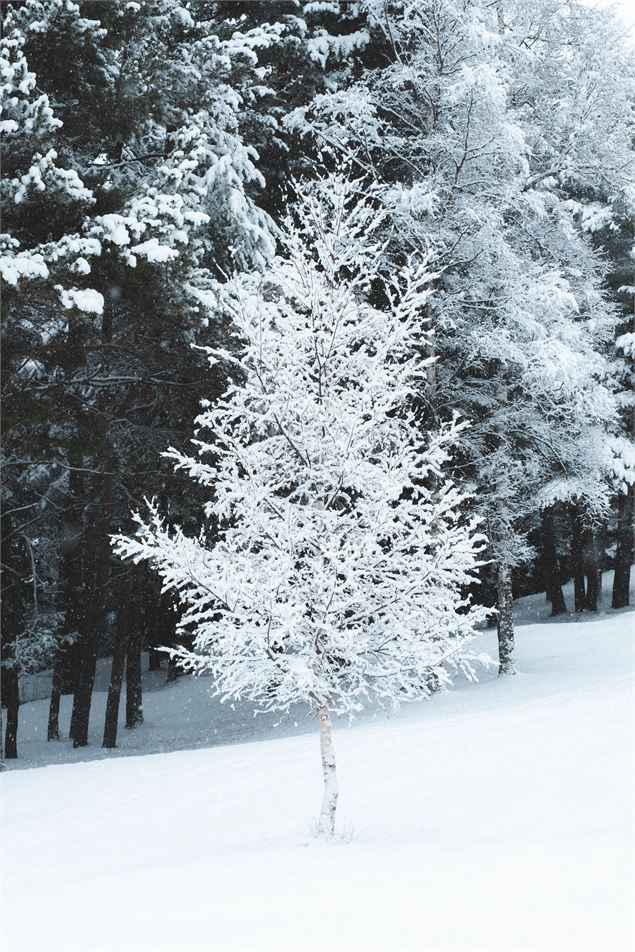 Jeune arbre blanc de neige dans une clairière - OTHMV - G Lavila