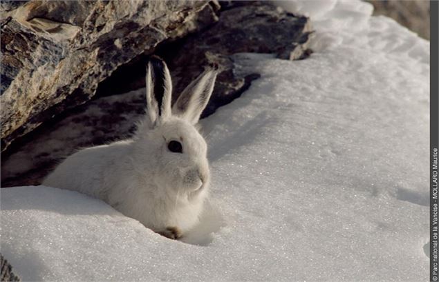 Lièvre blanc dans la neige - PNV- M Mollard