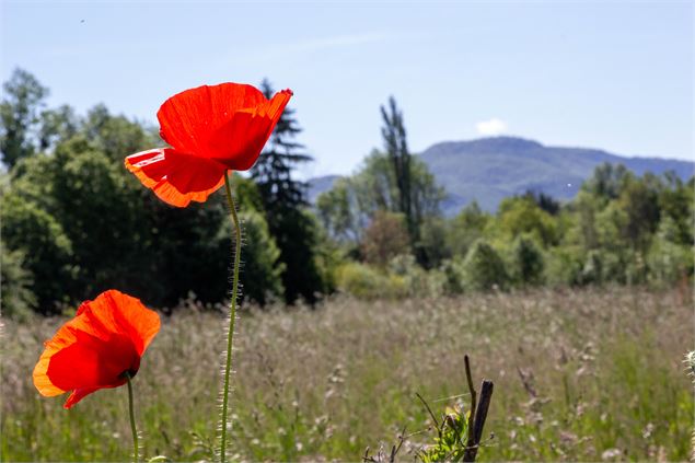 Campagne autour de Lhuis et son sommet - Marilou Perino / Plaine de l'Ain Tourisme