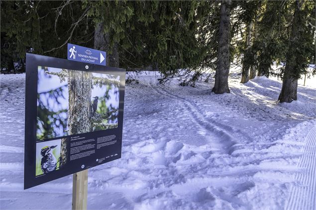 Balade à pied, photos, peinture et Mont-Blanc, c'est L'expo photo au sommet du Lachat - Yannick Leno