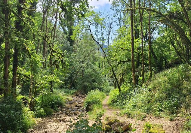 Le sentier des mousses à Torcieu - CCPA