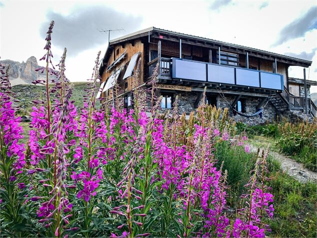 Epilobes devant le refuge du Thabor à Valfréjus - HMVT - B. Thomas