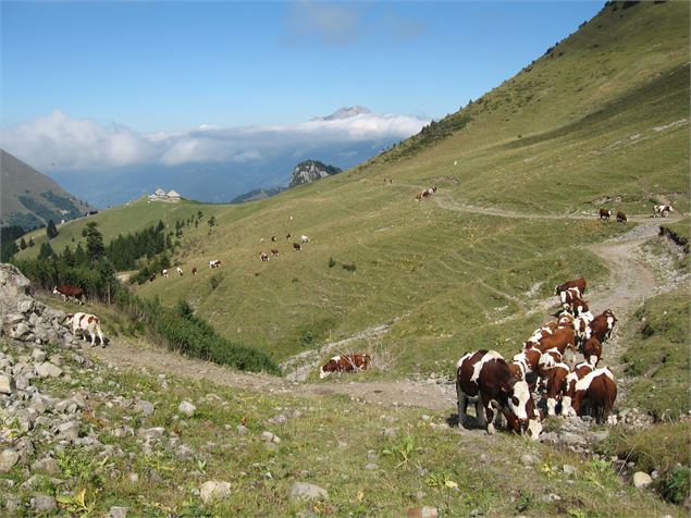Randonnée pédestre : Aller-retour Aulp de Seythenex_Faverges-Seythenex - OTSLA