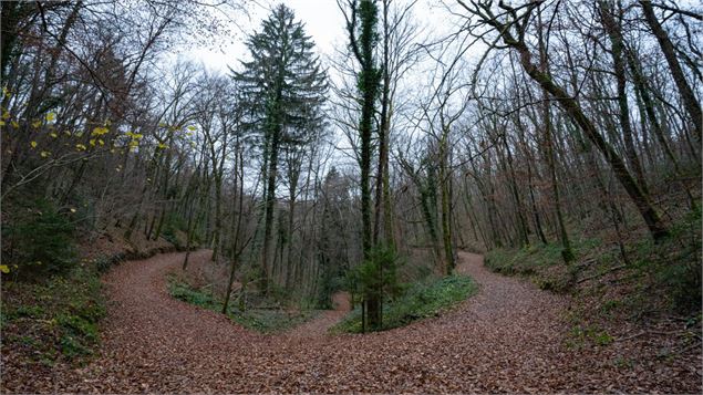 Une vue des bois de ville - Le Messager