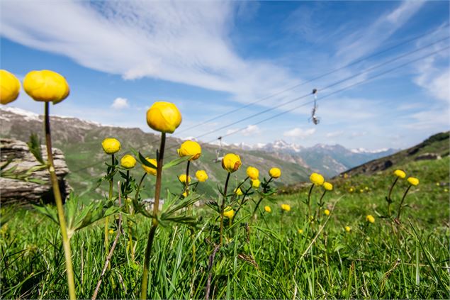 Fleurs d'altitude - Vincent Lottenberg