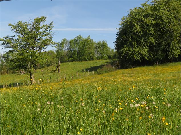 Prairie de pature - Johanna GAUTHIER