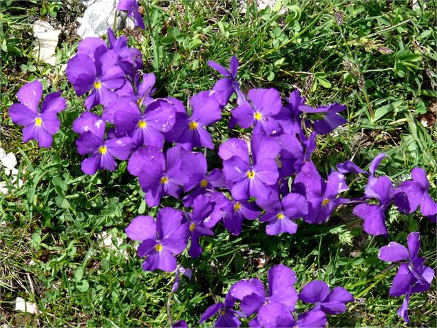 Fleurs - Mn-Pc