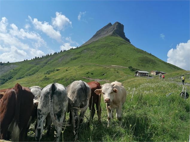 Croisse Baulet et la Cabane du petit pâtre avec les vaches - Cordon Tourisme