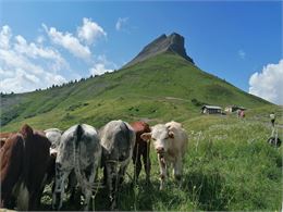 Croisse Baulet et la Cabane du petit pâtre avec les vaches - Cordon Tourisme